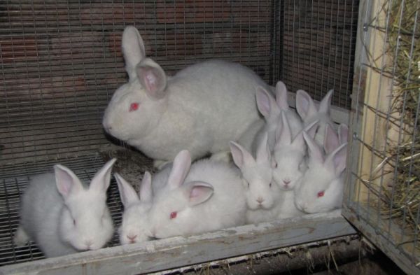 Кролики новозеландские белые — чем прославились альбиносы и сложно ли их разводить